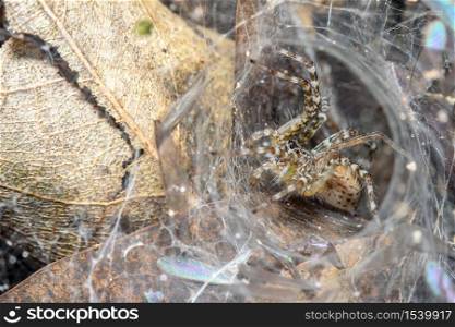Close up spider on spider web in leaf cave at nature thailand
