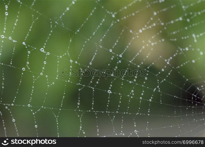 Close up spider web with raindrops on the blurred green background