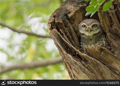 Close-up Spotted Owlet (Athene brama) in tree trunk looking at the camera.