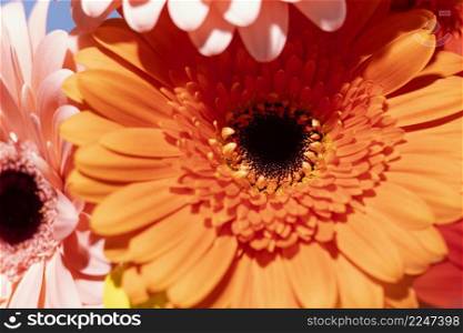 close up spring gerbera flowers