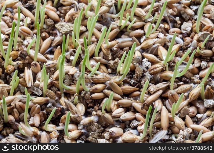 Close up sprout of wheat grow in tray