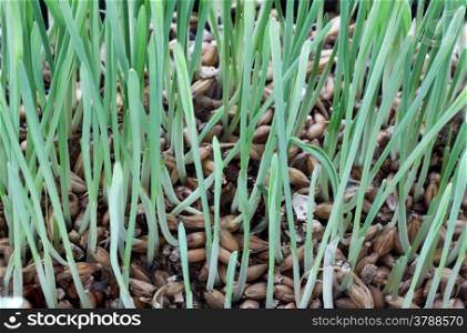 Close up sprout of wheat grow in tray