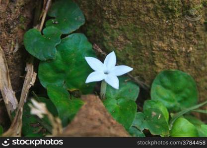 close up Star shaped flowers in forest