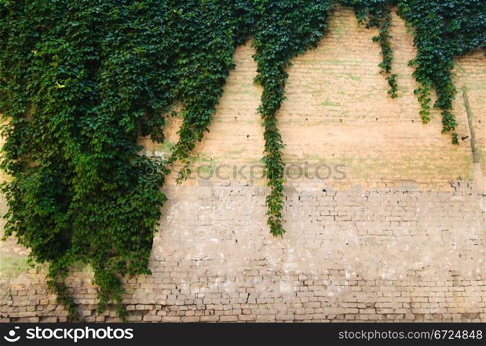 Close up stone wall texture with grapevine and it&rsquo;s shadow