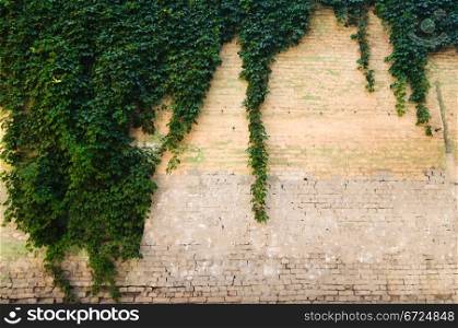 Close up stone wall texture with grapevine and it&rsquo;s shadow
