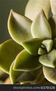 close up succulent plant