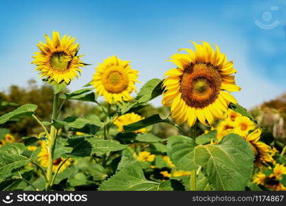 close up sunflower blooming in field with blue sky background