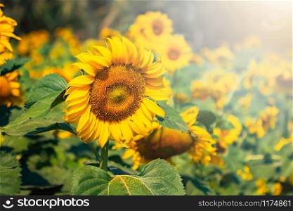 close up sunflower blooming in field with sunshine