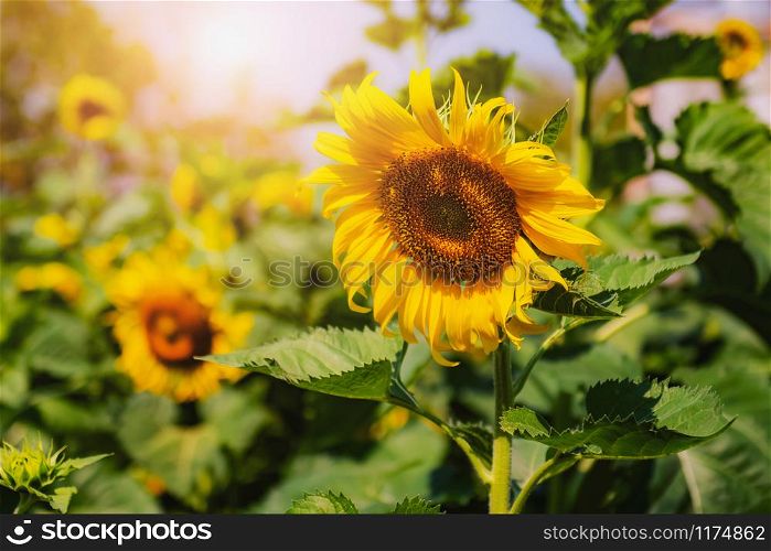 close up sunflower blooming in field with sunshine