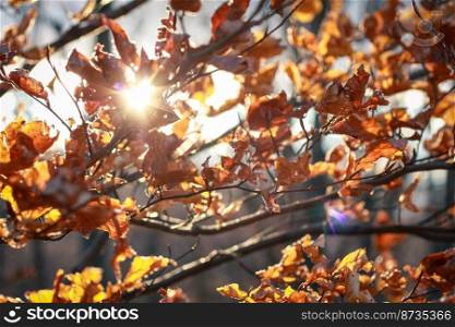 Close up sunlight through autumn leaves concept photo. Autumn sunshine. Front view photography with blurred landscape background. High quality picture for wallpaper, travel blog, magazine, article. Close up sunlight through autumn leaves concept photo