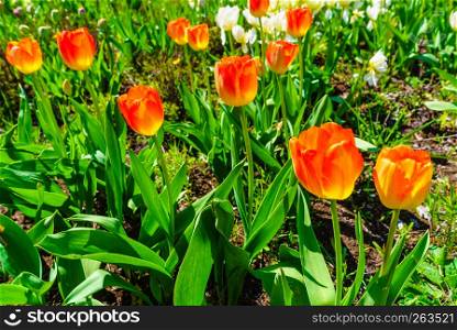 Close up sunny garden full of orange red tulips. Flower breeding concept.. Garden with many orange tulips