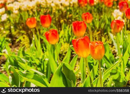Close up sunny garden full of orange red tulips. Flower breeding concept.. Garden with many orange tulips