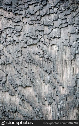 Close up surface bark of trees damaged by fire
