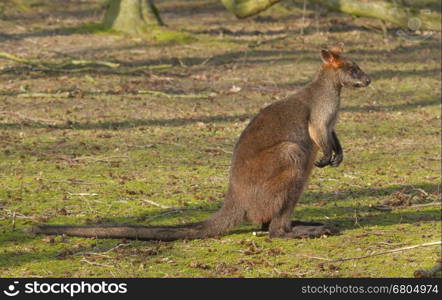 Close-up swamp wallaby in a dutch zoo