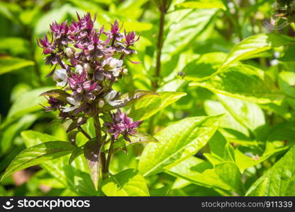 Close up Sweet Basil (Ocimum basilicum) in herbal plant garden background.