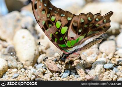 Close up Tailed Jay butterfly (Graphium agamemnon) with have green spots on wings feeding on the ground