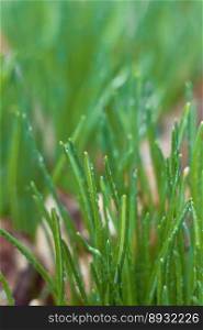 Close up tall thick grass with water droplets concept photo. Dew drops on plants. Front view photography with blurred background. High quality picture for wallpaper, travel blog, magazine, article. Close up tall thick grass with water droplets concept photo