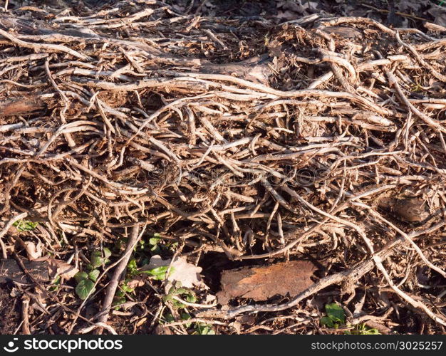 close up tangled up vines on tree fallen forest floor dead; essex; england; uk