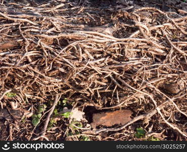 close up tangled up vines on tree fallen forest floor dead; essex; england; uk