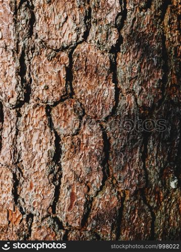 Close up texture background of brown bark of pine tree. Natural background