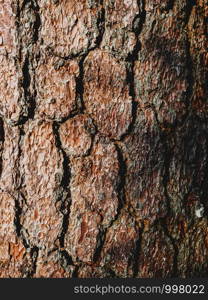 Close up texture background of brown bark of pine tree. Natural background