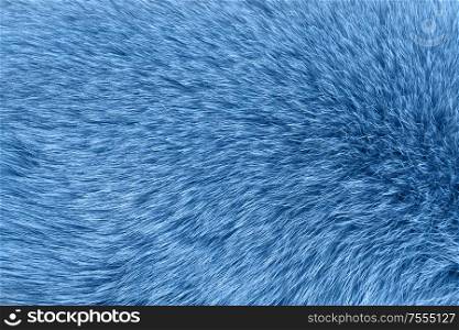 Close up texture of in classic blue fur abstract background. Blue fur background