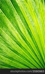 Close-up texture of palm leaf