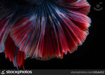 Close up texture of tail fighting fish or betta