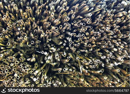 Close-up texture of the cut-ends of dry reed