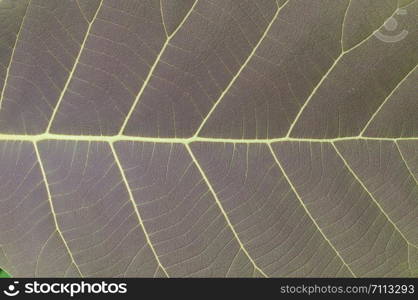close up texture of vein green leave background