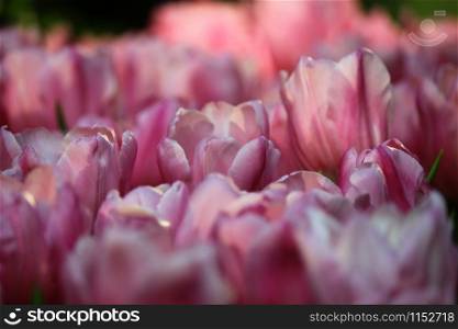 close up the beautiful pink tulips in gardenwith soft light.