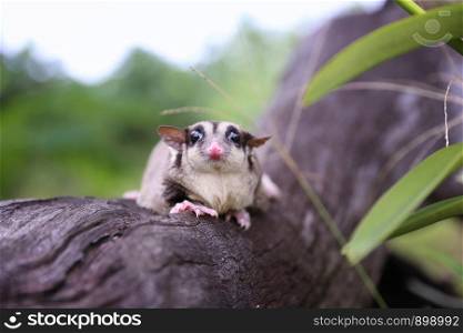 Close up the Eye of Sugar-Glider on the tree.
