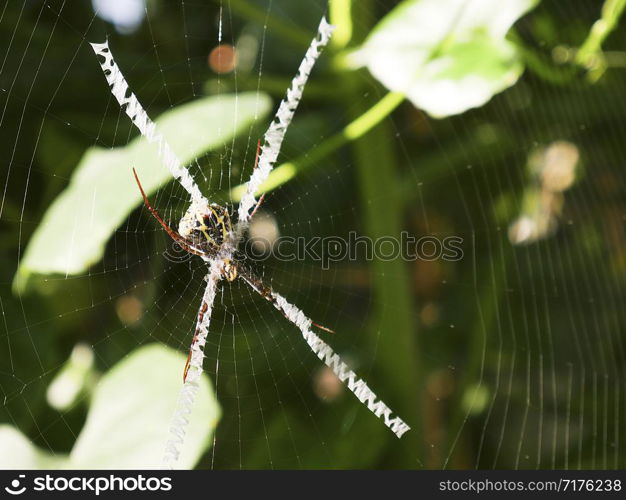 Close-up the wasp spider on the center of the web.