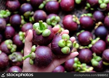 Close up three mangosteen in woman hand on blurred mangostana garcinia background, kind of tropical fruit that juicy, delicious with violet hard rind