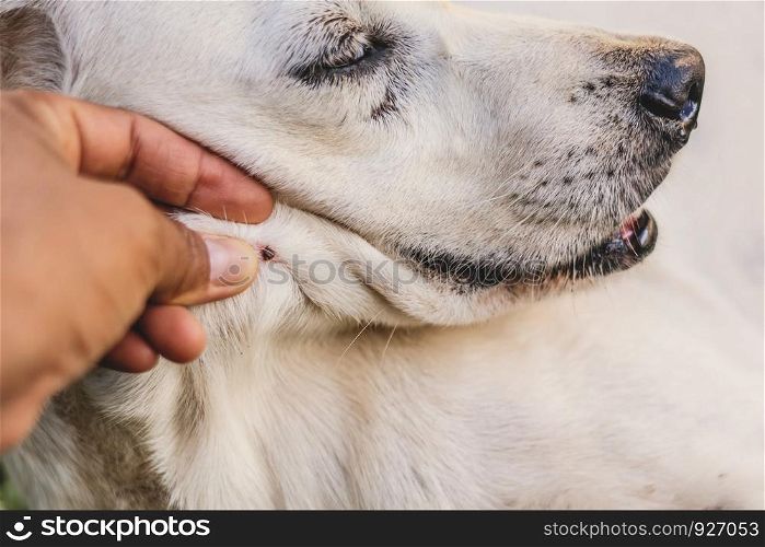 close up tick on dog skin