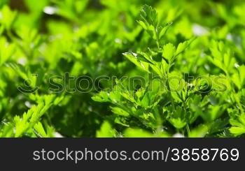 Close up tilt on parsley plant, outdoors shot