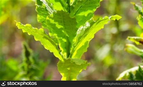 Close up tilt on tobacco plant