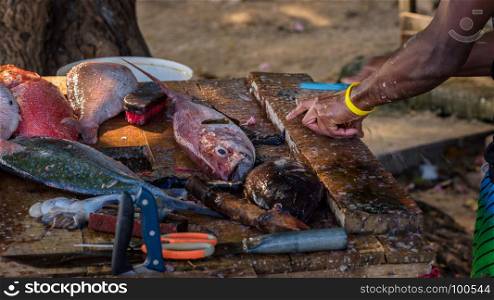 Close up to fisher's hands cleaning the fresh fish on a dirty wooden table on the beach,Mauritius.