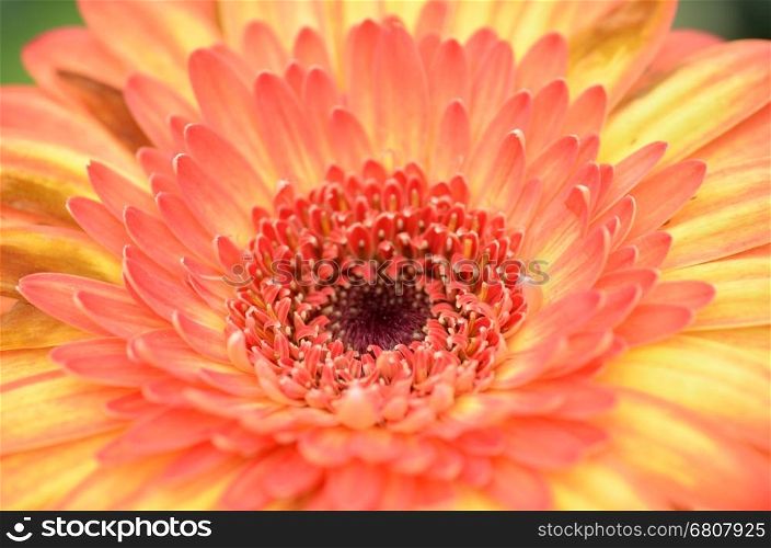 Close up to Gerbera flower in a garden