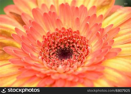 Close up to Gerbera flower in a garden