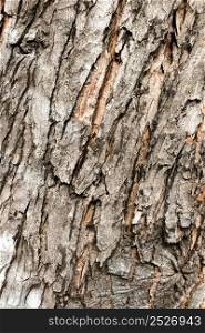 close up tree bark