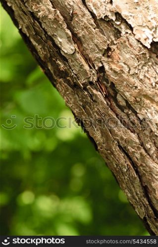 Close up tree bark diagonaled with green leafs defocused on background. Shallow DOF