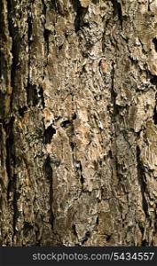 Close up tree bark. Natural texture. Shallow DOF