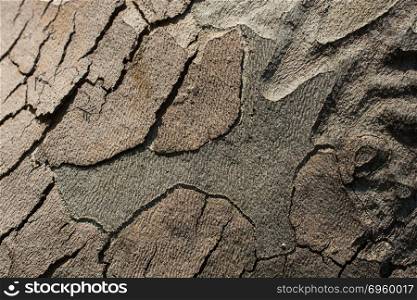 Close up tree bark texture as a background. Close up tree bark texture as a wooden background