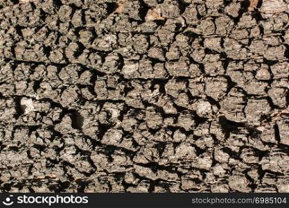 Close up tree bark texture as a wooden background