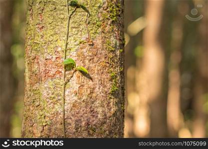 Close-up tree bark texture with lichen in the evergreen forest. Copy space wallpaper.