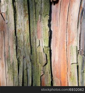 Close up tree bark trunk surface texture background