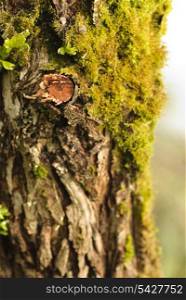 Close up tree bark with moss. Shallow DOF