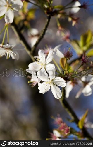 Close-up tree blossom. Soft focus