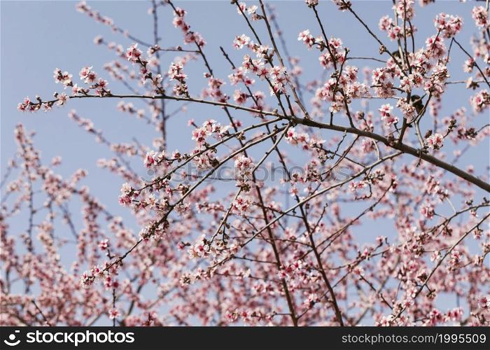 close up trees branches with blooming flowers 1